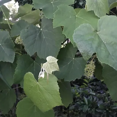 בית נופש Riesling