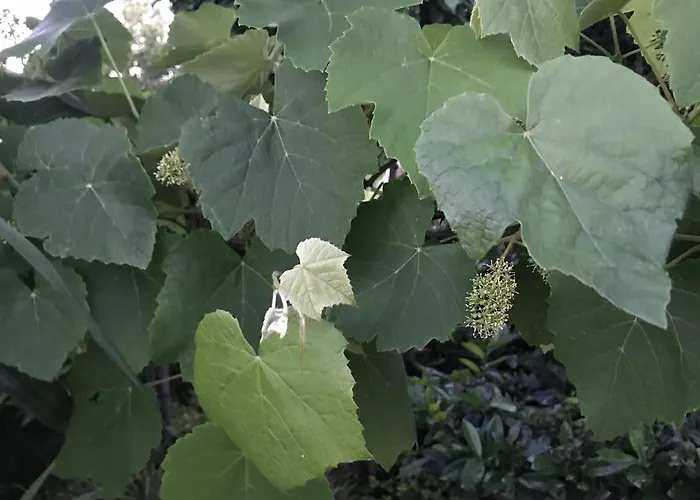 בית נופש Riesling